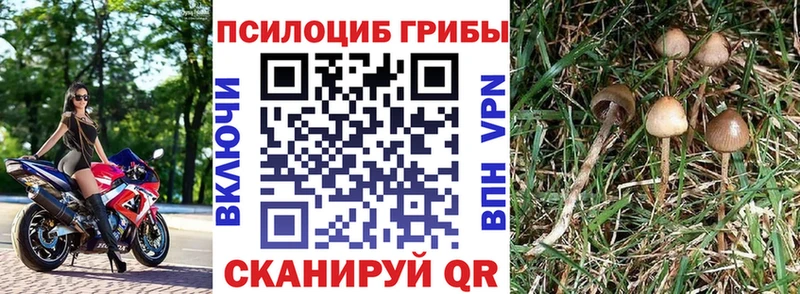 Псилоцибиновые грибы Cubensis Гудермес